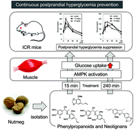 Graphical abstract: Phenylpropanoids and neolignans isolated from Myristica fragrans enhance glucose uptake in myotubes