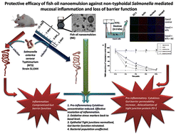 Graphical abstract: Protective efficacy of fish oil nanoemulsion against non-typhoidal Salmonella mediated mucosal inflammation and loss of barrier function