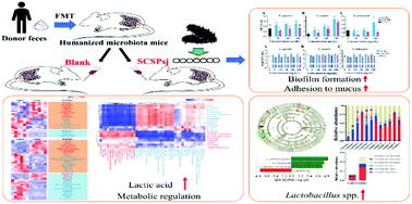 Graphical abstract: Responses of the gut microbiota and metabolite profiles to sulfated polysaccharides from sea cucumber in humanized microbiota mice
