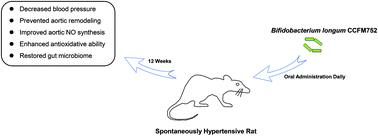 Graphical abstract: Bifidobacterium longum CCFM752 prevented hypertension and aortic lesion, improved antioxidative ability, and regulated the gut microbiome in spontaneously hypertensive rats