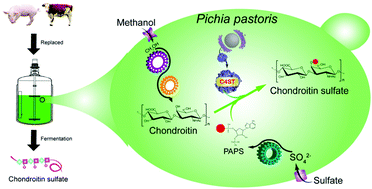 Graphical abstract: Biosynthesis of non-animal chondroitin sulfate from methanol using genetically engineered Pichia pastoris