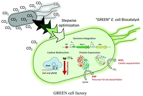 Graphical abstract: Stepwise optimization of genetic RuBisCO-equipped Escherichia coli for low carbon-footprint protein and chemical production