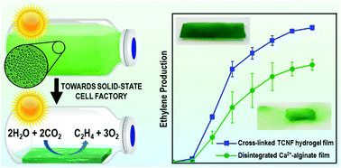 Graphical abstract: Nanocellulose-based mechanically stable immobilization matrix for enhanced ethylene production: a framework for photosynthetic solid-state cell factories