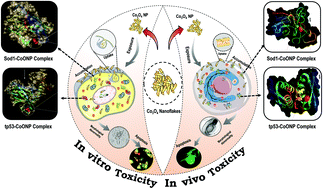 Graphical abstract: Determining factors for the nano-biocompatibility of cobalt oxide nanoparticles: proximal discrepancy in intrinsic atomic interactions at differential vicinage