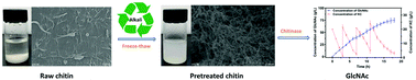 Graphical abstract: Efficient enzymatic hydrolysis of chitin into N-acetyl glucosamine using alkali as a recyclable pretreatment reagent