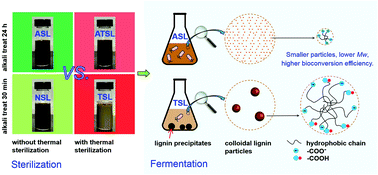 Graphical abstract: Elucidating the mechanisms of enhanced lignin bioconversion by an alkali sterilization strategy