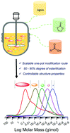 Graphical abstract: One-pot route to convert technical lignin into versatile lignin esters for tailored bioplastics and sustainable materials