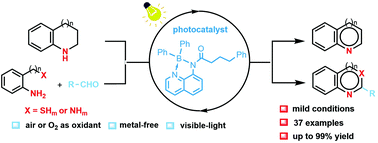 Graphical abstract: Visible-light-mediated organoboron-catalysed metal-free dehydrogenation of N-heterocycles using molecular oxygen