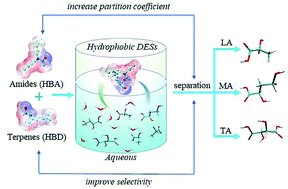 Graphical abstract: Selective separation of lactic, malic, and tartaric acids based on the hydrophobic deep eutectic solvents of terpenes and amides
