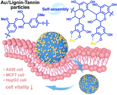 Graphical abstract: Synthesis of Au/lignin–tannin particles and their anticancer application