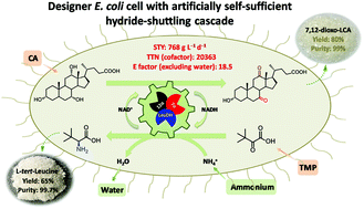 Graphical abstract: Design of a self-sufficient hydride-shuttling cascade for concurrent bioproduction of 7,12-dioxolithocholate and l-tert-leucine