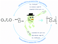 Graphical abstract: A paradigm for the efficient synthesis of bio-based polycarbonate with deep eutectic solvents as catalysts by inhibiting the degradation of molecular chains