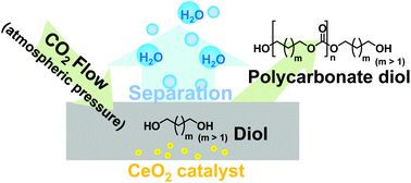 Graphical abstract: Direct synthesis of polycarbonate diols from atmospheric flow CO2 and diols without using dehydrating agents