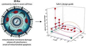 Graphical abstract: A large-scale study of ionic liquids employed in chemistry and energy research to reveal cytotoxicity mechanisms and to develop a safe design guide