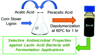 Graphical abstract: Controlling bacterial contamination during fuel ethanol fermentation using thermochemically depolymerized lignin bio-oils