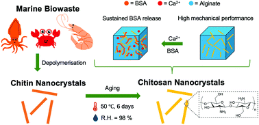 Graphical abstract: Chitosan nanocrystals synthesis via aging and application towards alginate hydrogels for sustainable drug release