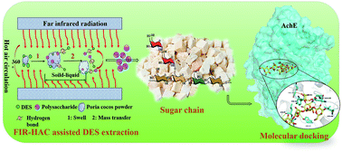 Graphical abstract: Extraction assisted by far infrared radiation and hot air circulation with deep eutectic solvent for bioactive polysaccharides from Poria cocos (Schw.) wolf