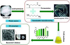 Graphical abstract: Biotransformation of nylon-6,6 hydrolysate to bacterial cellulose