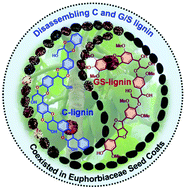 Graphical abstract: Disassembling catechyl and guaiacyl/syringyl lignins coexisting in Euphorbiaceae seed coats