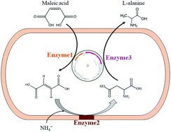 Graphical abstract: Biosynthesis of l-alanine from cis-butenedioic anhydride catalyzed by a triple-enzyme cascade via a genetically modified strain
