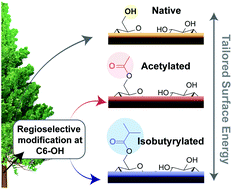 Graphical abstract: Regioselective and water-assisted surface esterification of never-dried cellulose: nanofibers with adjustable surface energy