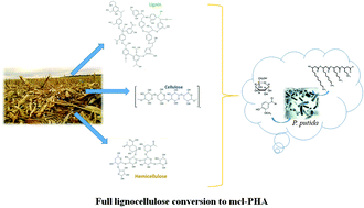 Graphical abstract: Enhanced medium chain length-polyhydroxyalkanoate production by co-fermentation of lignin and holocellulose hydrolysates