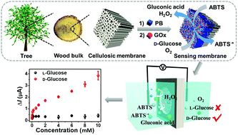 Graphical abstract: Nature-inspired mineralization of a wood membrane as a sensitive electrochemical sensing device for in situ recognition of chiral molecules