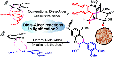 Graphical abstract: Incorporation of catechyl monomers into lignins: lignification from the non-phenolic end via Diels–Alder cycloaddition?