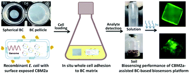 Graphical abstract: Constructing a bacterial cellulose-based bacterial sensor platform by enhancing cell affinity via a surface-exposed carbohydrate binding module