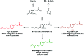 Graphical abstract: Semi-aromatic biobased polyesters derived from lignin and cyclic carbonates