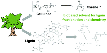 Graphical abstract: Dihydrolevoglucosenone (Cyrene™) as a versatile biobased solvent for lignin fractionation, processing, and chemistry