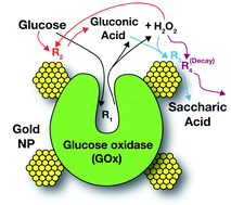 Graphical abstract: Catalytic cooperativity between glucose oxidase and gold nanoparticles in the sequential oxidation of glucose to saccharic acid