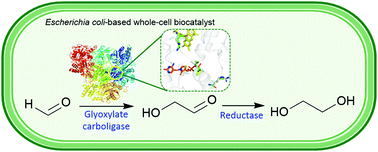 Graphical abstract: Glyoxylate carboligase-based whole-cell biotransformation of formaldehyde into ethylene glycol via glycolaldehyde