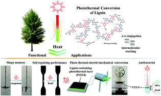 Graphical abstract: Lignin: a sustainable photothermal block for smart elastomers