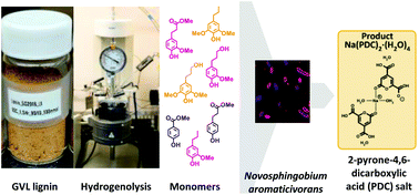 Graphical abstract: Integrating lignin depolymerization with microbial funneling processes using agronomically relevant feedstocks