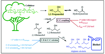 Graphical abstract: Elucidation of reaction network and kinetics between cellulose-derived 1,2-propanediol and methanol for one-pot biofuel production