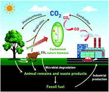 Graphical abstract: Catalysts derived from Earth-abundant natural biomass enable efficient photocatalytic CO2 conversion for achieving a closed-loop carbon cycle