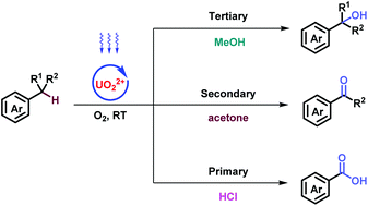 Graphical abstract: Stepwise benzylic oxygenation via uranyl-photocatalysis