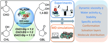 Graphical abstract: Impact of deep eutectic solvents (DESs) and individual DES components on alcohol dehydrogenase catalysis: connecting experimental data and molecular dynamics simulations