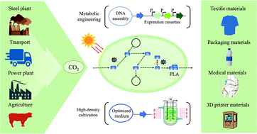 Graphical abstract: Direct carbon capture for the production of high-performance biodegradable plastics by cyanobacterial cell factories