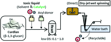 Graphical abstract: Curdlan acetate fibres with low degrees of substitution fabricated via a continuous process of chemical modification and wet spinning using an ionic liquid