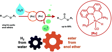 Graphical abstract: Dehydrogenative ester synthesis from enol ethers and water with a ruthenium complex catalyzing two reactions in synergy