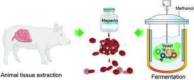 Graphical abstract: Synthesis of bioengineered heparin by recombinant yeast Pichia pastoris