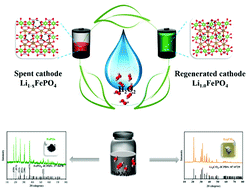 Graphical abstract: Enabling the sustainable recycling of LiFePO4 from spent lithium-ion batteries
