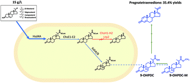 Graphical abstract: Transformation of phytosterols into pregnatetraenedione by a combined microbial and chemical process