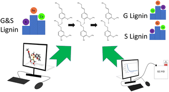 Graphical abstract: An experimental and modeling study on the catalytic effects of select metals on the fast pyrolysis of hardwood and softwood lignin