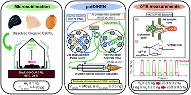 Graphical abstract: High precision MC-ICP-MS measurements of 11B/10B ratios from ng amounts of boron in carbonate samples using microsublimation and direct injection (μ-dDIHEN)