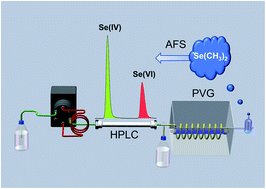 Graphical abstract: Homogeneous catalysis for photochemical vapor generation for speciation of inorganic selenium by high performance liquid chromatography-atomic fluorescence spectrometry