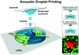 Graphical abstract: The acoustic droplet printing of functional tumor microenvironments