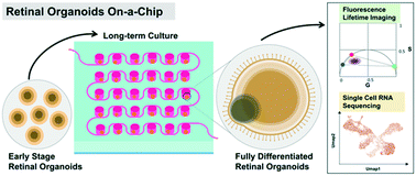 Graphical abstract: Retinal organoids on-a-chip: a micro-millifluidic bioreactor for long-term organoid maintenance